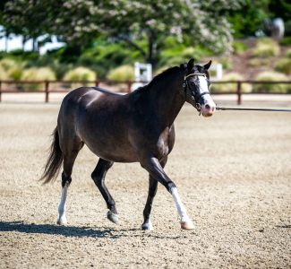 493216117_10108000228654505_1166191960223144978_n